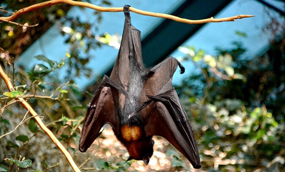 Die Fledermausführungen 2019 im Schlosspark Jever beginnen am 2. Mai